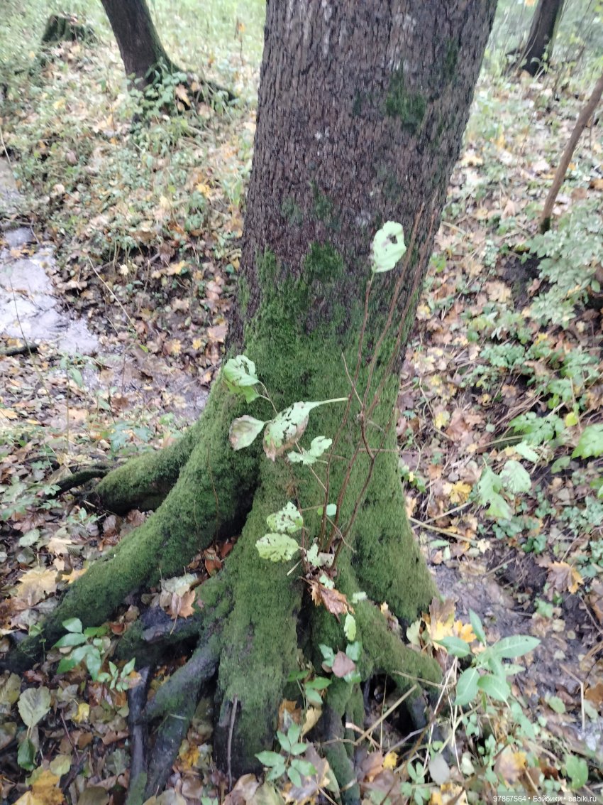 Осенний наряд, перезагрузка