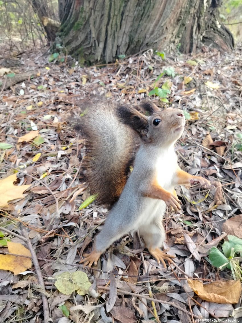 Долгожданная Zwergnase или наряд из того, что было