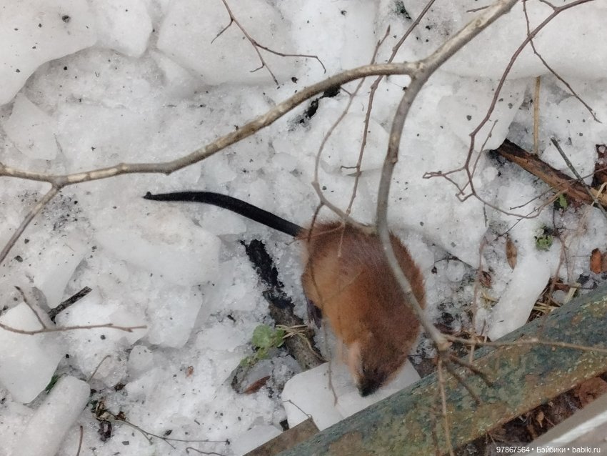 СнЯгурочку вызывали? Продолжение