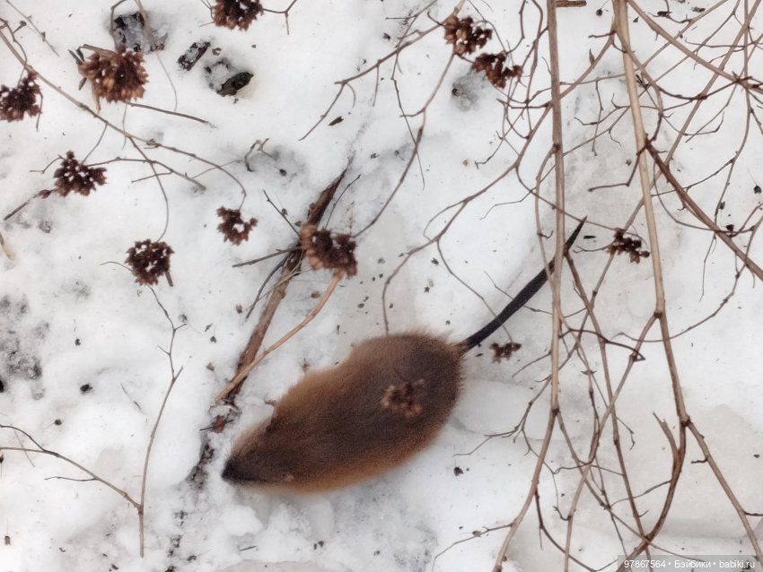 СнЯгурочку вызывали? Продолжение