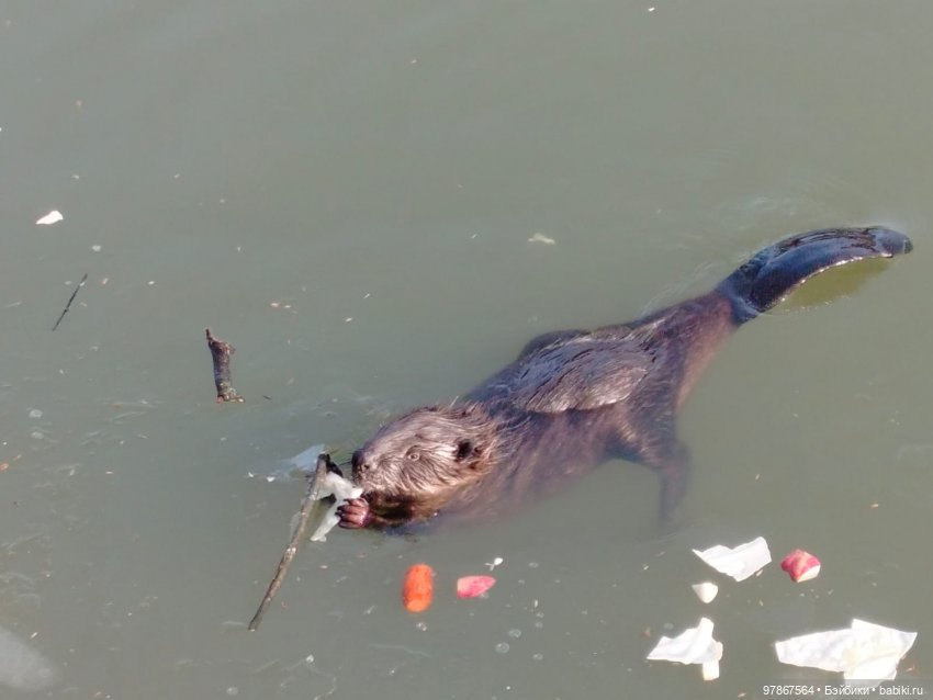 В гости к бобрам — Куклы Zwergnase (Цвергназе/Цверги): фото