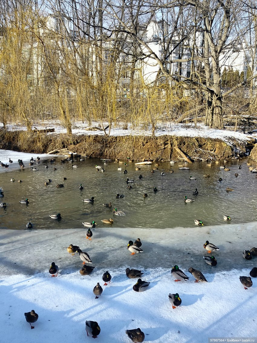 В гости к бобрам — Куклы Zwergnase (Цвергназе/Цверги): фото