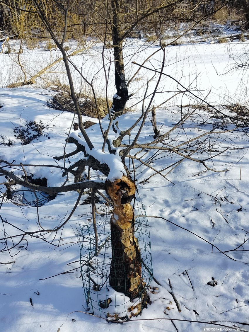 В гости к бобрам — Куклы Zwergnase (Цвергназе/Цверги): фото