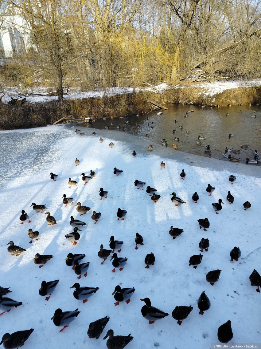 В гости к бобрам — Куклы Zwergnase (Цвергназе/Цверги): фото