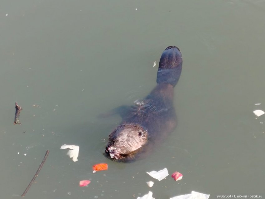 В гости к бобрам — Куклы Zwergnase (Цвергназе/Цверги): фото