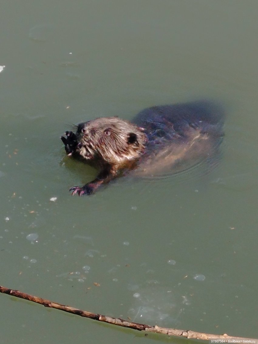 В гости к бобрам — Куклы Zwergnase (Цвергназе/Цверги): фото