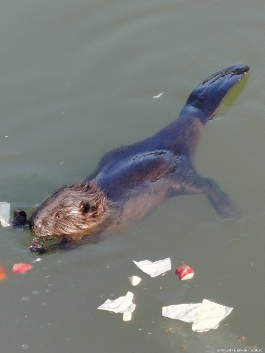 В гости к бобрам — Куклы Zwergnase (Цвергназе/Цверги): фото