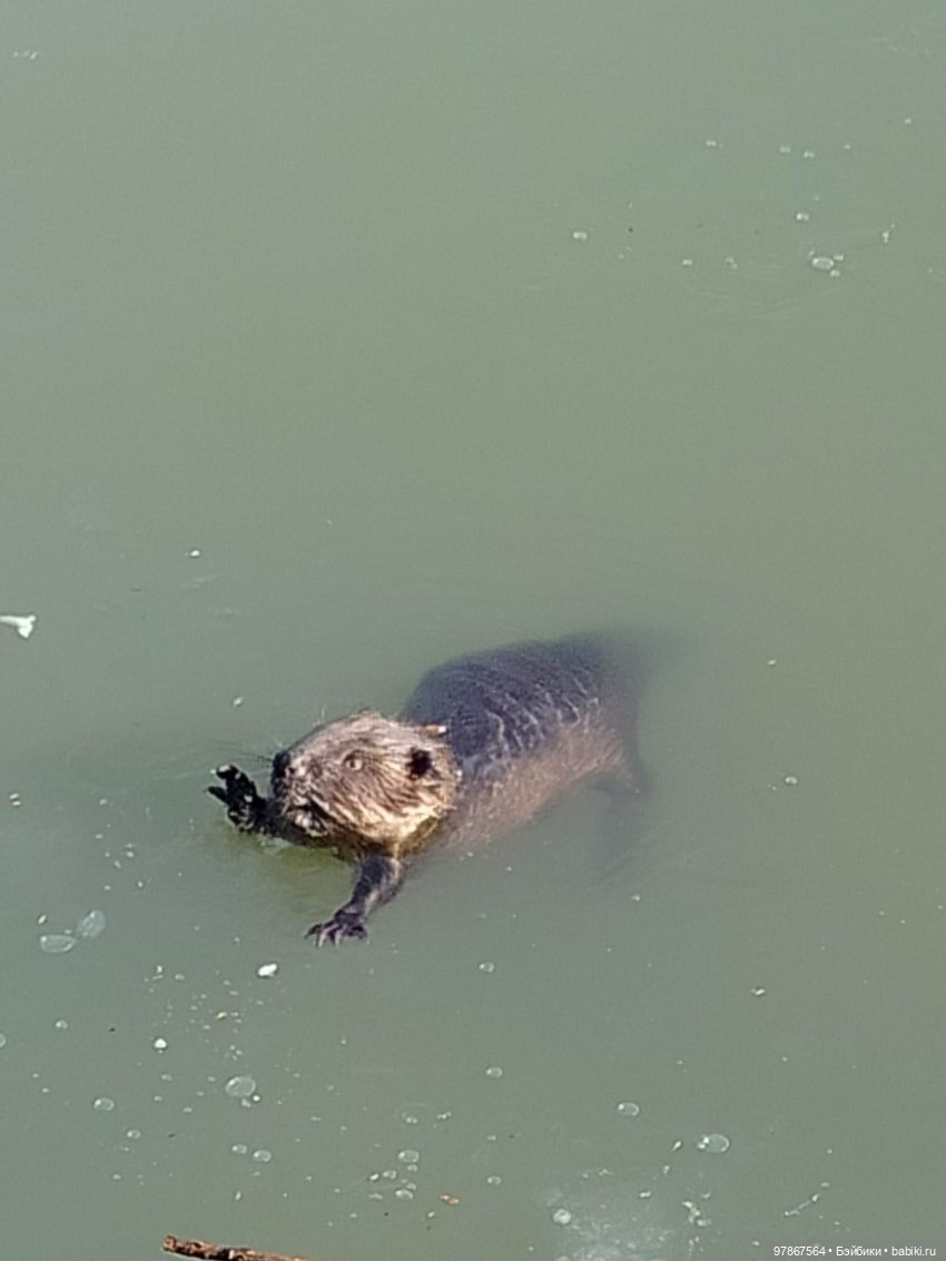 В гости к бобрам — Куклы Zwergnase (Цвергназе/Цверги): фото