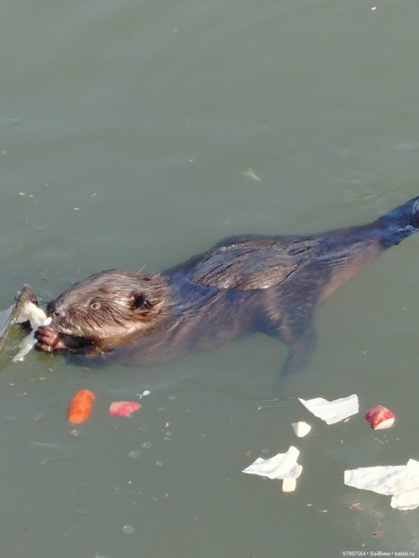 В гости к бобрам — Куклы Zwergnase (Цвергназе/Цверги): фото