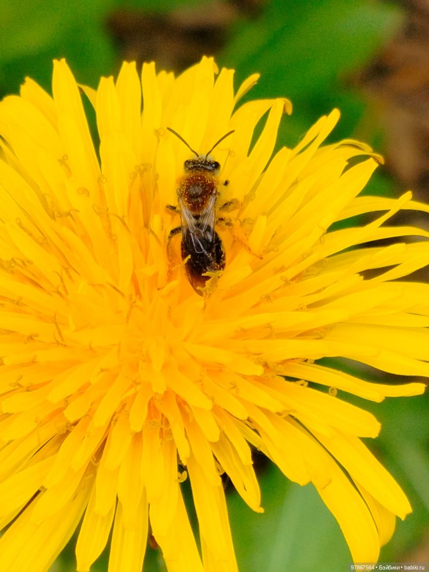 Сиреневый сад — Куклы Zwergnase (Цвергназе/Цверги): фото