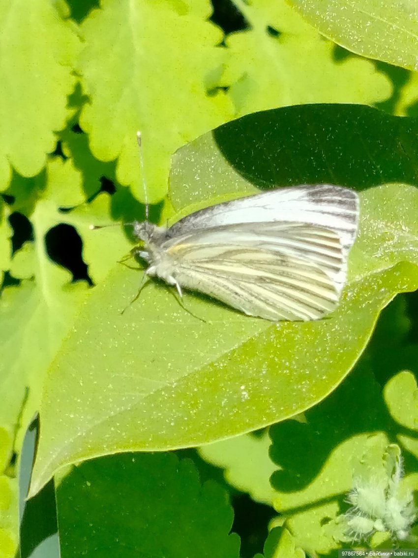 Сиреневый сад — Куклы Zwergnase (Цвергназе/Цверги): фото