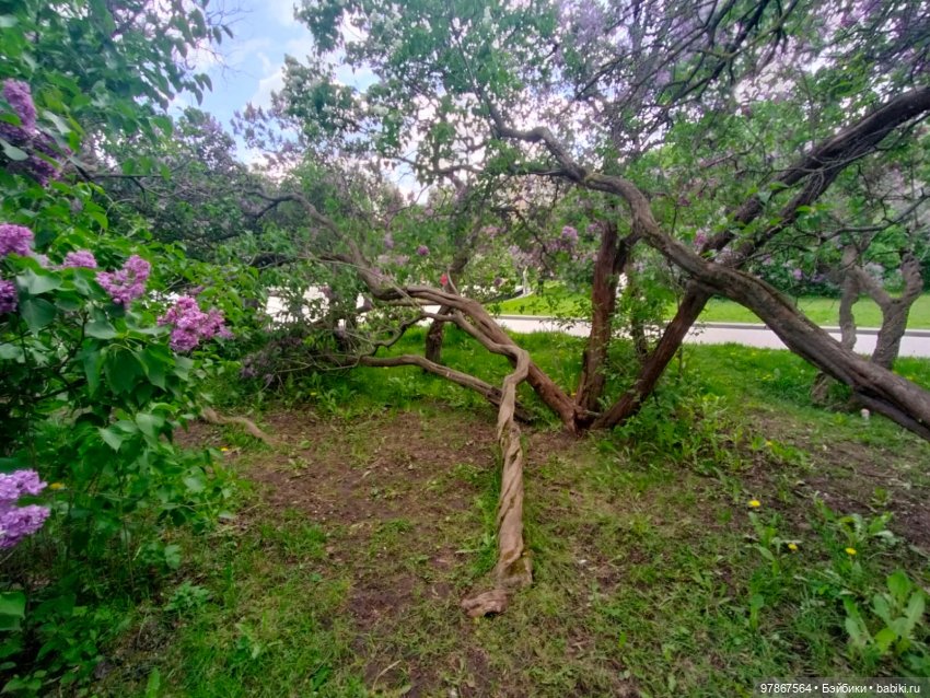 Сиреневый сад — Куклы Zwergnase (Цвергназе/Цверги): фото