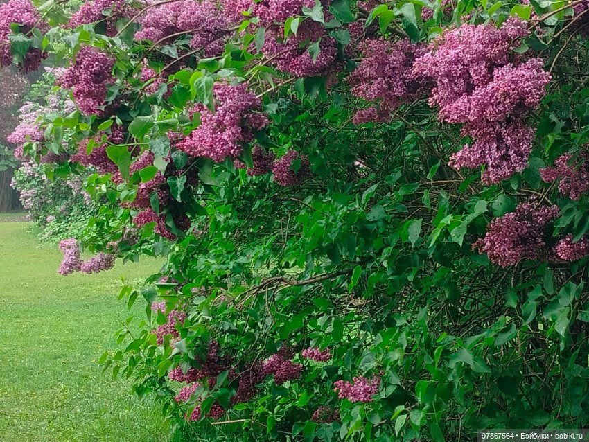 Сиреневый сад — Куклы Zwergnase (Цвергназе/Цверги): фото (фото 4)