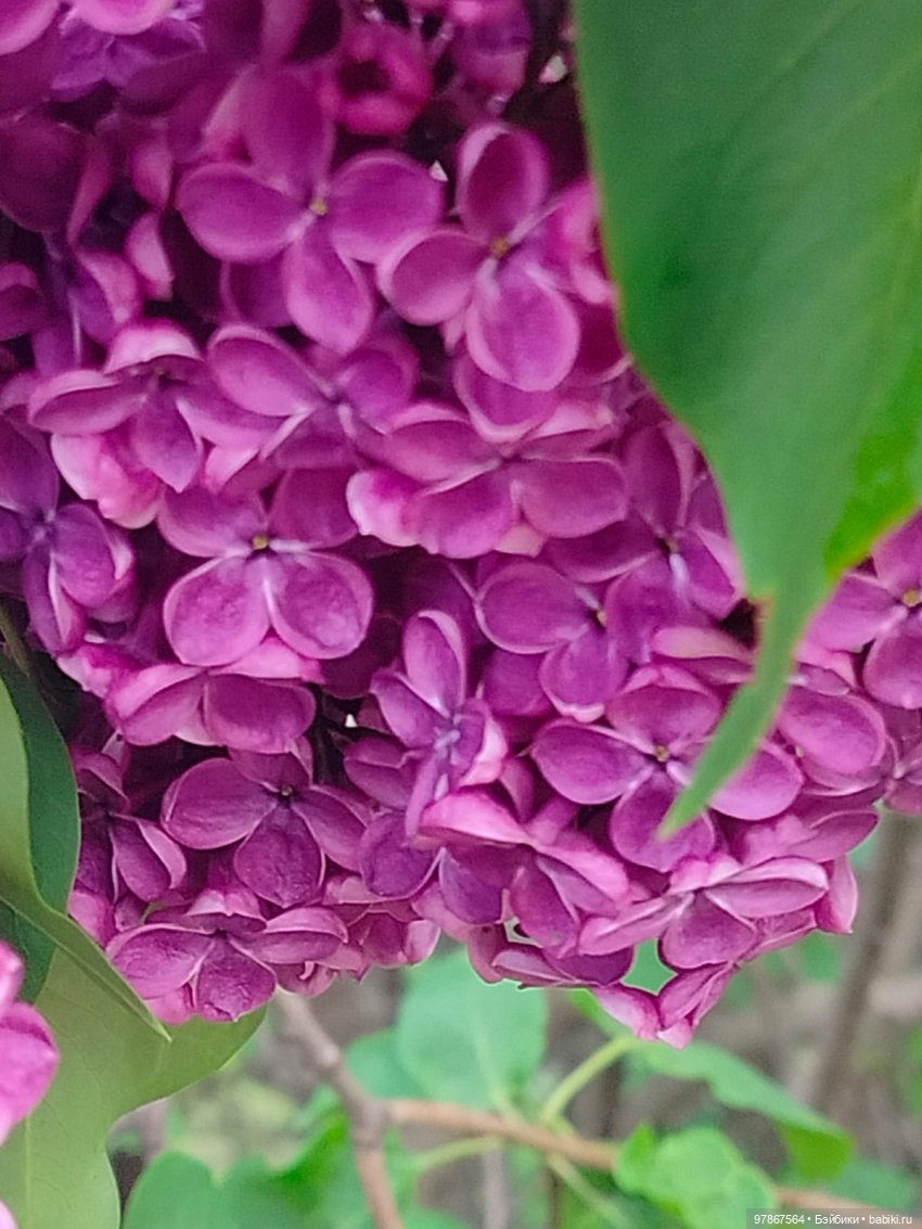 Сиреневый сад — Куклы Zwergnase (Цвергназе/Цверги): фото (фото 7)