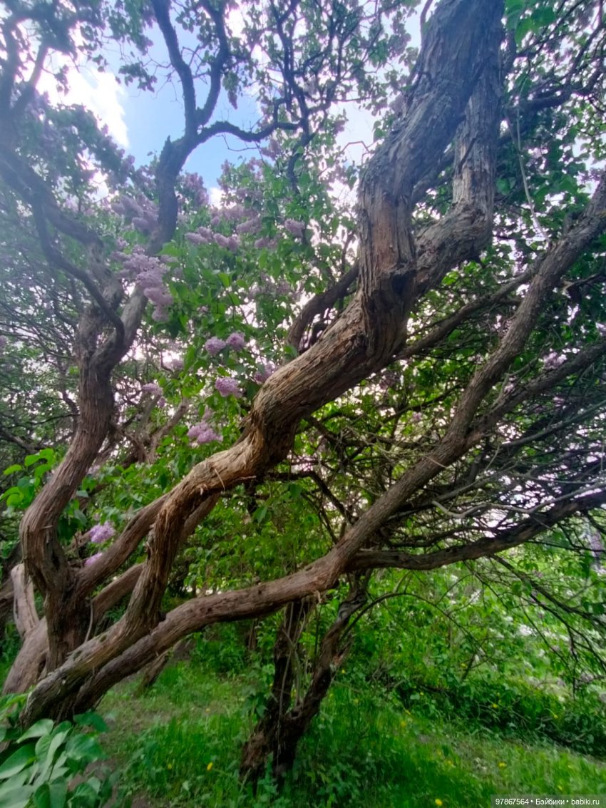 Сиреневый сад — Куклы Zwergnase (Цвергназе/Цверги): фото (фото 10)