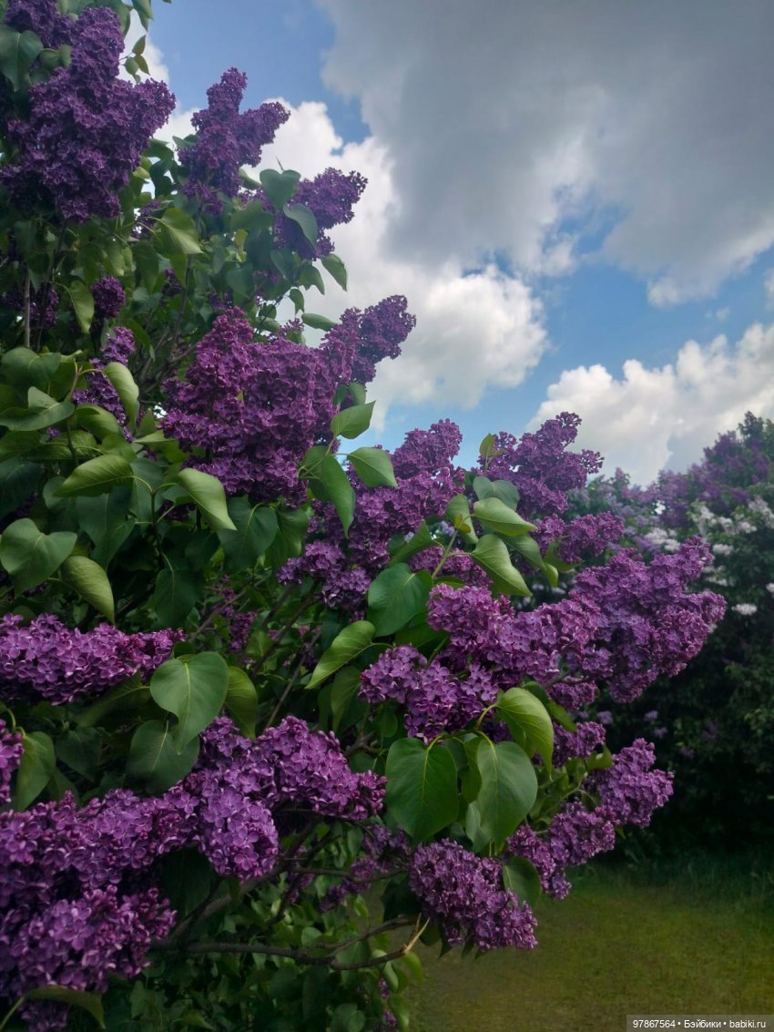 Сиреневый сад — Куклы Zwergnase (Цвергназе/Цверги): фото