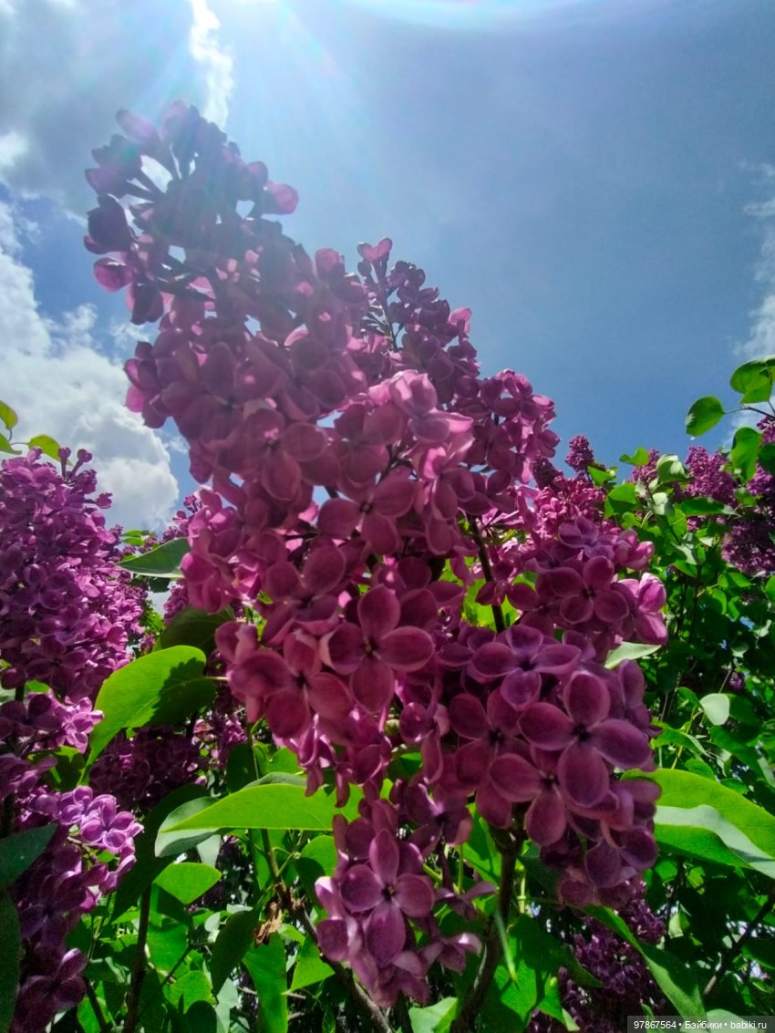 Сиреневый сад — Куклы Zwergnase (Цвергназе/Цверги): фото