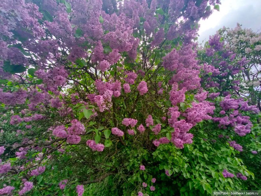 Сиреневый сад — Куклы Zwergnase (Цвергназе/Цверги): фото