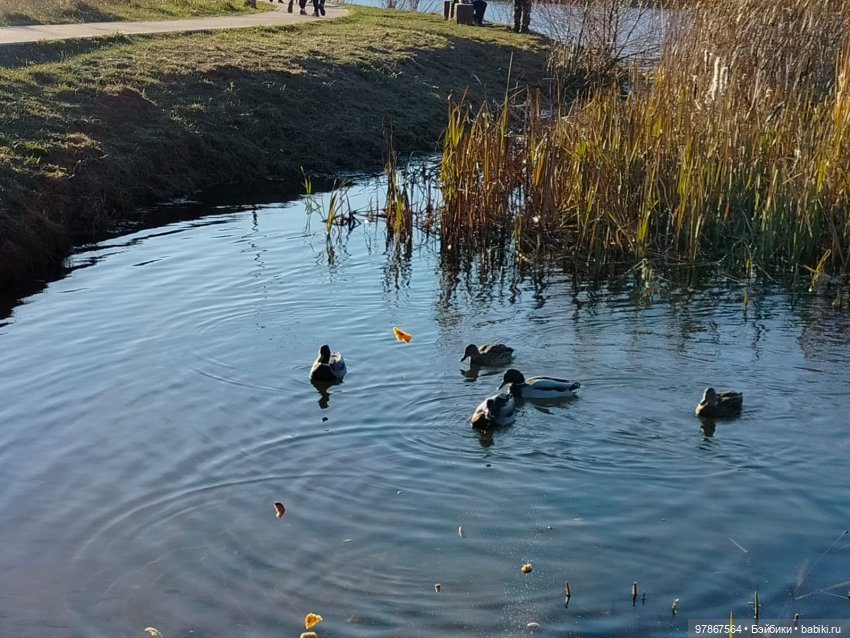 В гости к уткам! Часть 1 — Куклы Zwergnase (Цвергназе/Цверги): фото (фото 4)