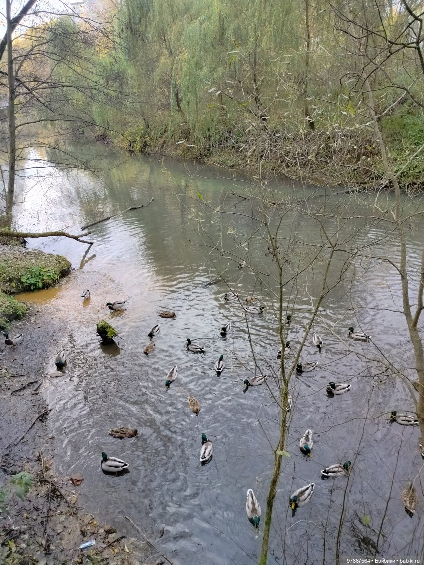 В гости к уткам! Часть 1 — Куклы Zwergnase (Цвергназе/Цверги): фото (фото 3)