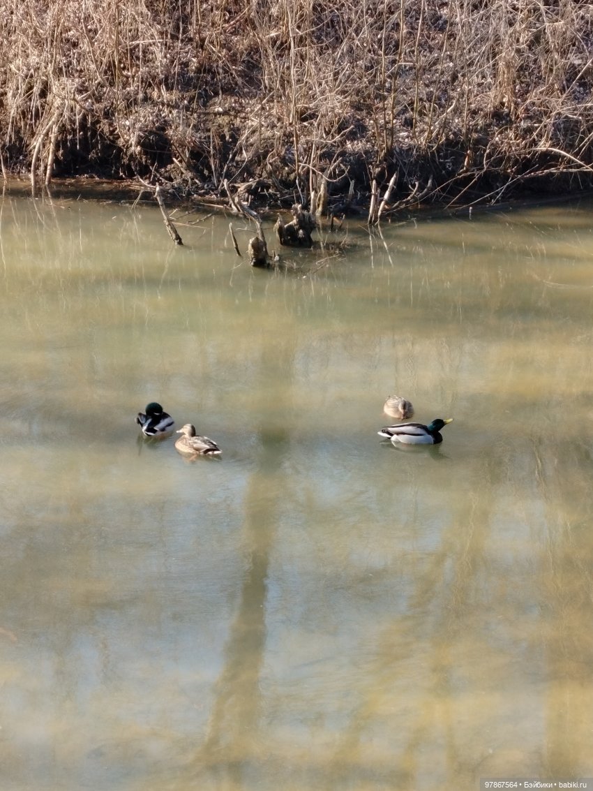 В гости к уткам! Часть 1 — Куклы Zwergnase (Цвергназе/Цверги): фото