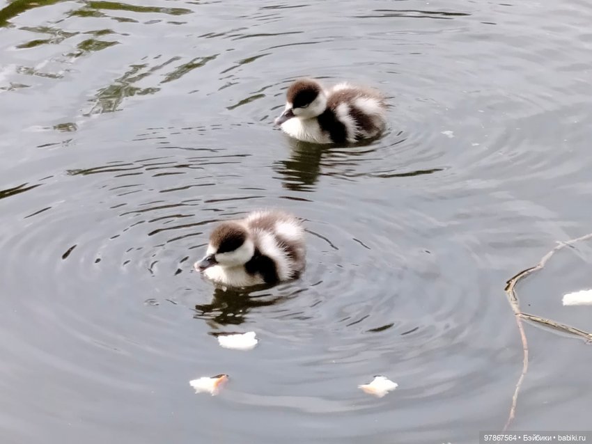 В гости к уткам! Часть 1 — Куклы Zwergnase (Цвергназе/Цверги): фото