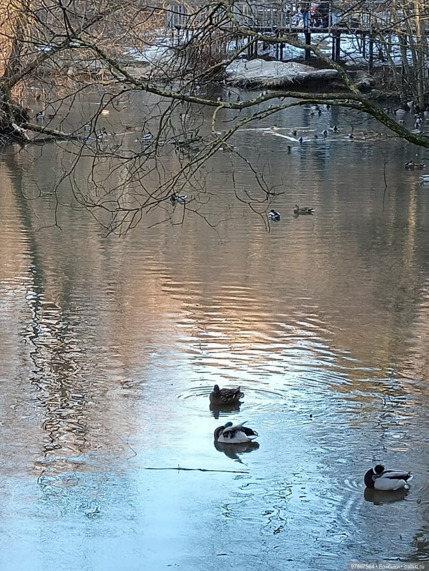 В гости к уткам! Часть 1 — Куклы Zwergnase (Цвергназе/Цверги): фото