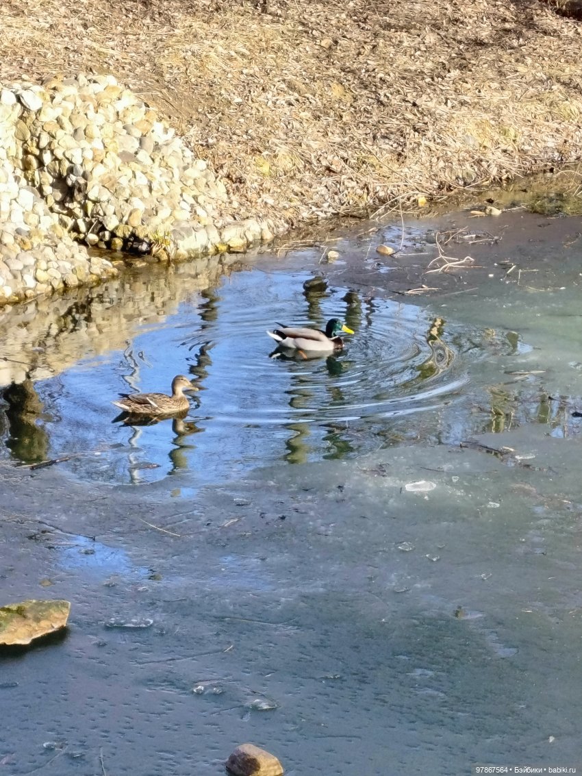 В гости к уткам! Часть 1 — Куклы Zwergnase (Цвергназе/Цверги): фото