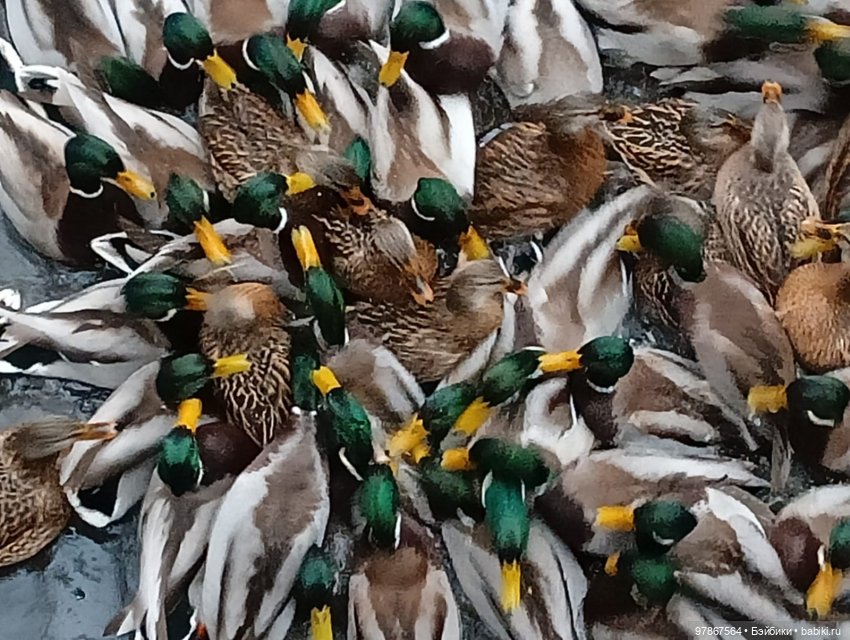 В гости к уткам! Часть 1 — Куклы Zwergnase (Цвергназе/Цверги): фото