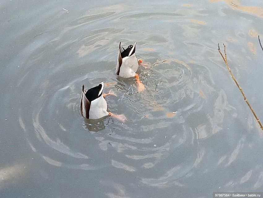 В гости к уткам! Часть 1 — Куклы Zwergnase (Цвергназе/Цверги): фото
