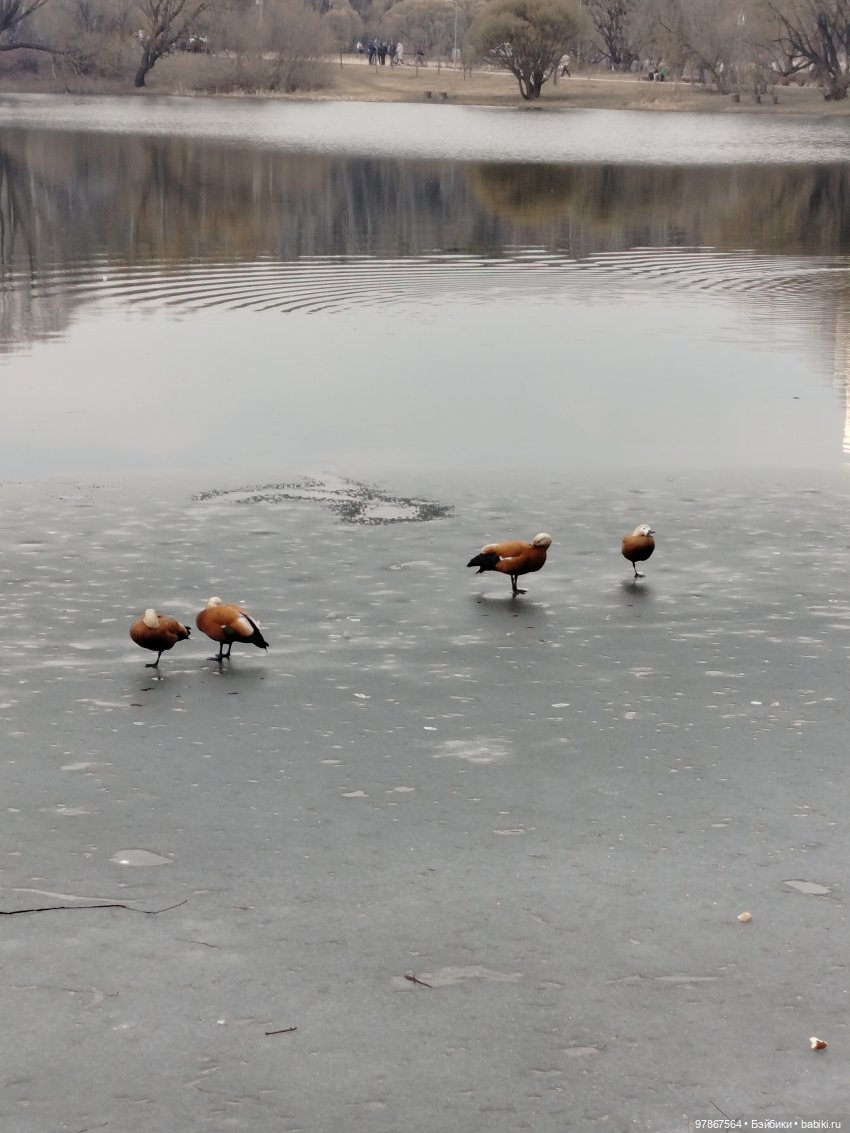 В гости к уткам! Часть 1 — Куклы Zwergnase (Цвергназе/Цверги): фото
