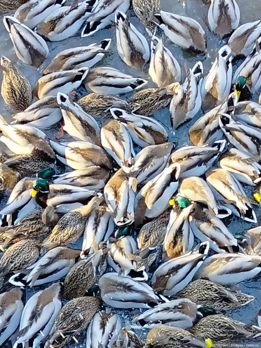 В гости к уткам! Часть 1 — Куклы Zwergnase (Цвергназе/Цверги): фото