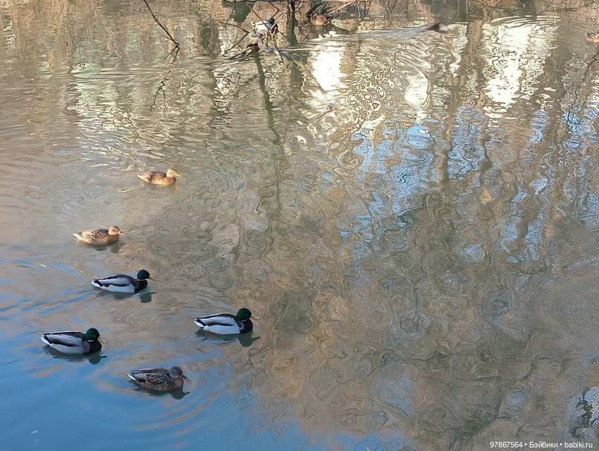 В гости к уткам! Часть 1 — Куклы Zwergnase (Цвергназе/Цверги): фото