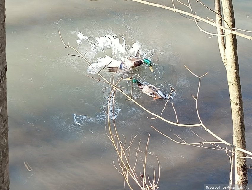 В гости к уткам! Часть 1 — Куклы Zwergnase (Цвергназе/Цверги): фото
