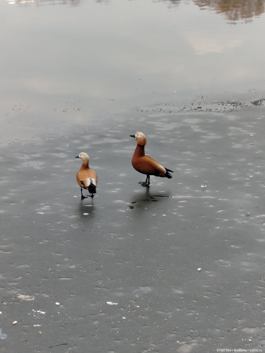В гости к уткам! Часть 1 — Куклы Zwergnase (Цвергназе/Цверги): фото