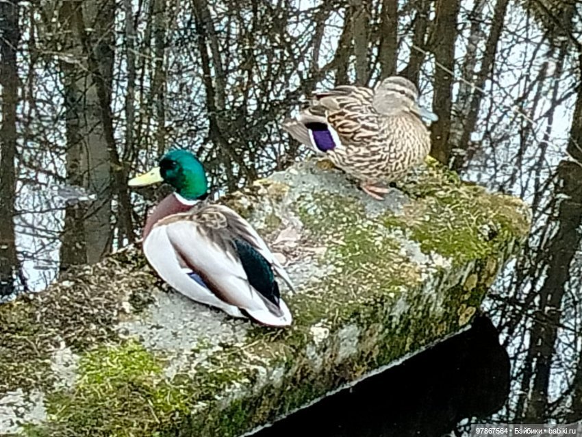В гости к уткам! Часть 1 — Куклы Zwergnase (Цвергназе/Цверги): фото