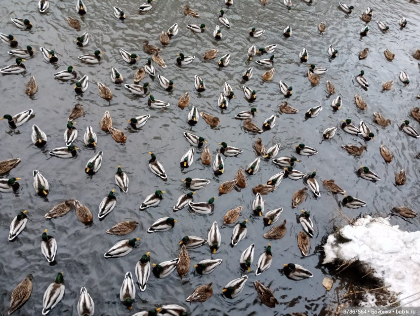 В гости к уткам! Часть 1 — Куклы Zwergnase (Цвергназе/Цверги): фото