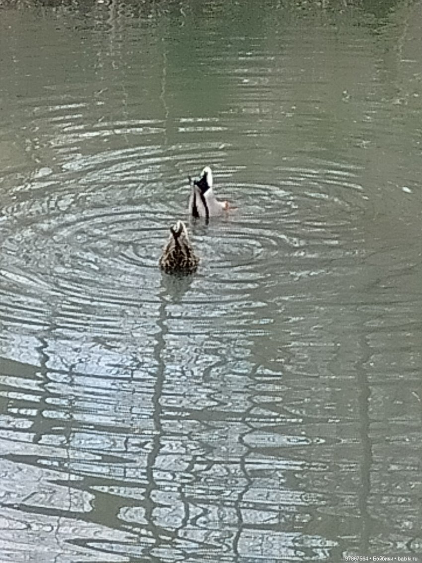 В гости к уткам! Часть 1 — Куклы Zwergnase (Цвергназе/Цверги): фото