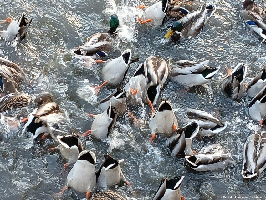 В гости к уткам! Часть 1 — Куклы Zwergnase (Цвергназе/Цверги): фото