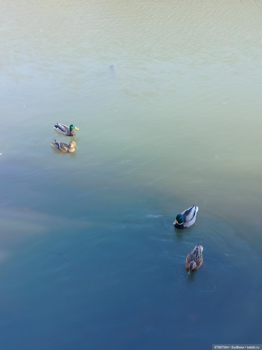 В гости к уткам! Часть 1 — Куклы Zwergnase (Цвергназе/Цверги): фото