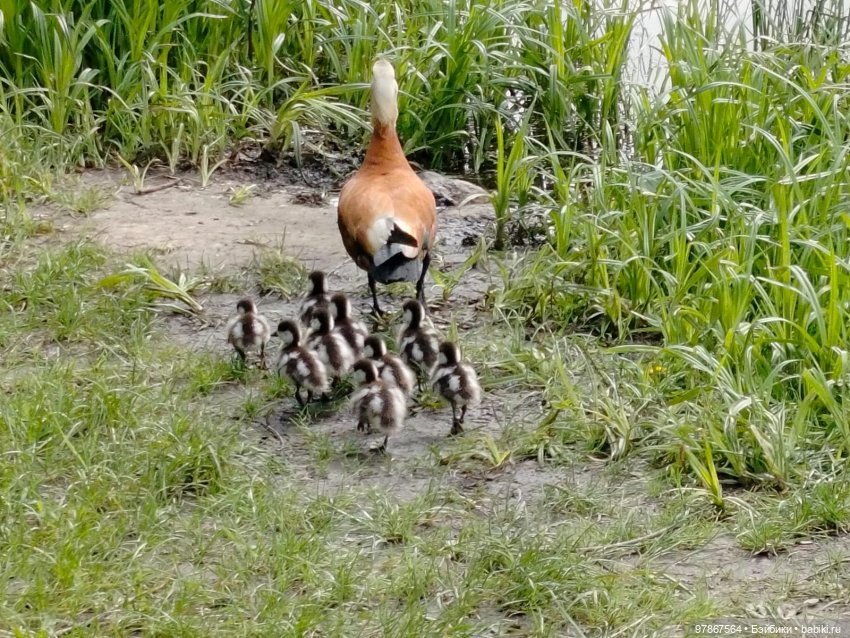 В гости к уткам! Часть 1 — Куклы Zwergnase (Цвергназе/Цверги): фото