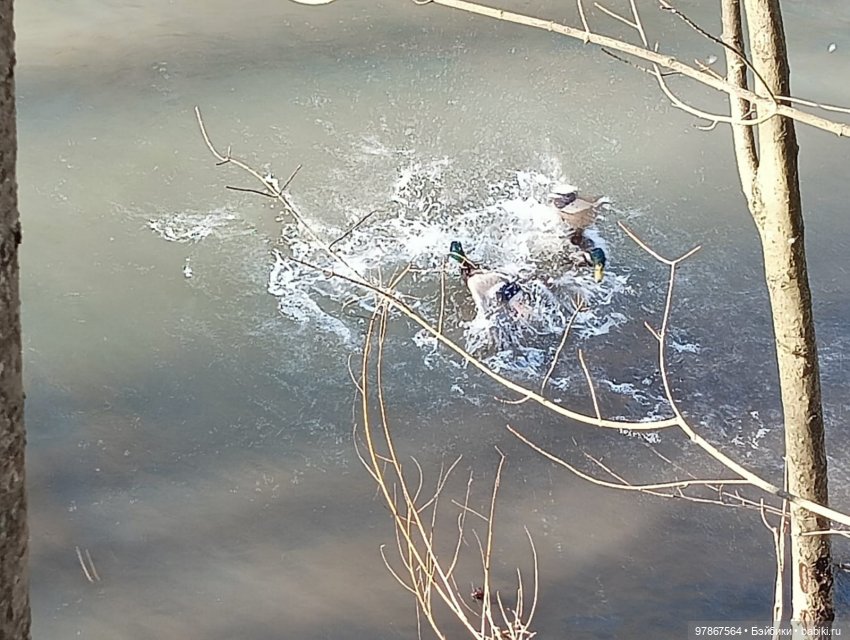 В гости к уткам! Часть 1 — Куклы Zwergnase (Цвергназе/Цверги): фото