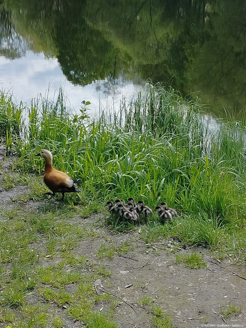 В гости к уткам! Часть 1 — Куклы Zwergnase (Цвергназе/Цверги): фото