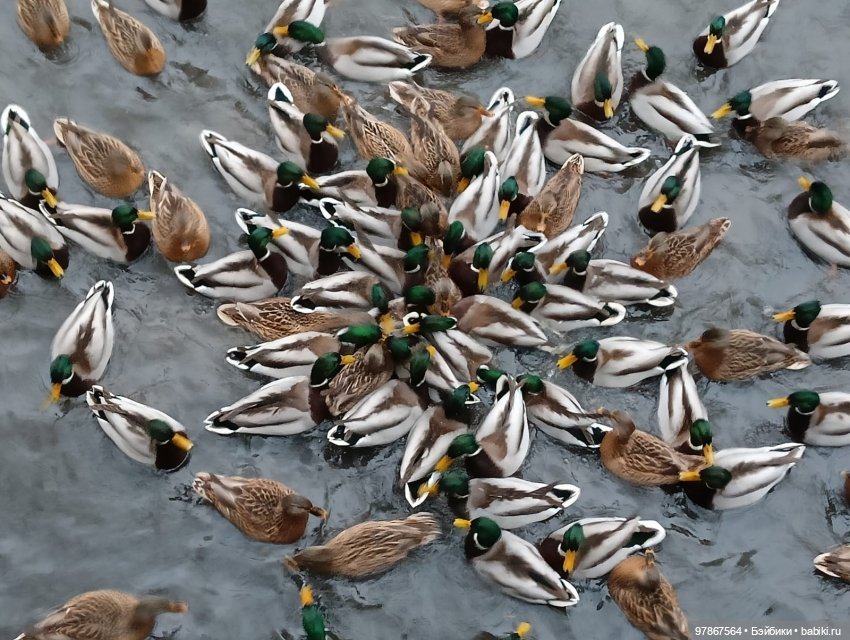 В гости к уткам! Часть 1 — Куклы Zwergnase (Цвергназе/Цверги): фото