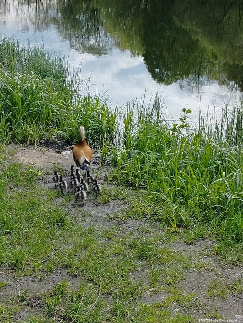 В гости к уткам! Часть 1 — Куклы Zwergnase (Цвергназе/Цверги): фото