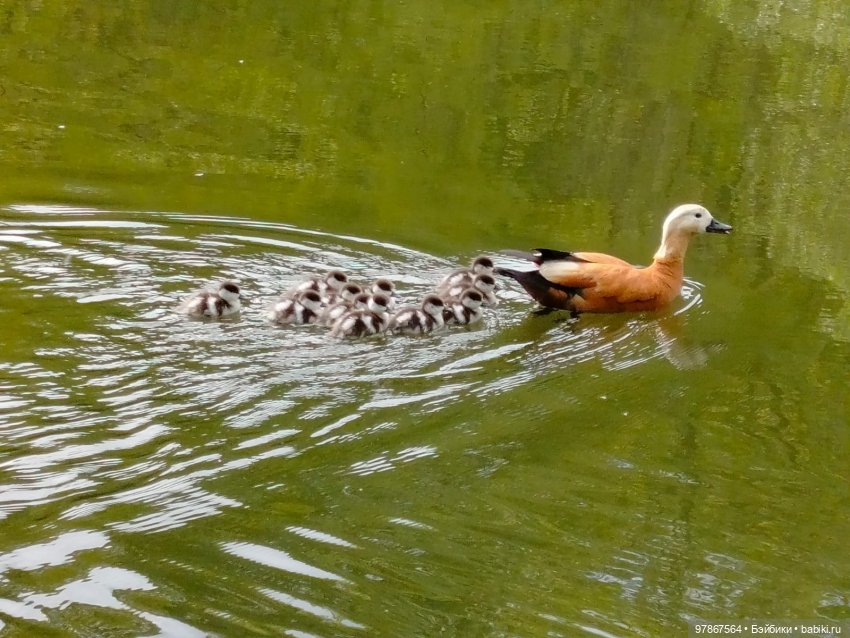 В гости к уткам! Часть 1 — Куклы Zwergnase (Цвергназе/Цверги): фото