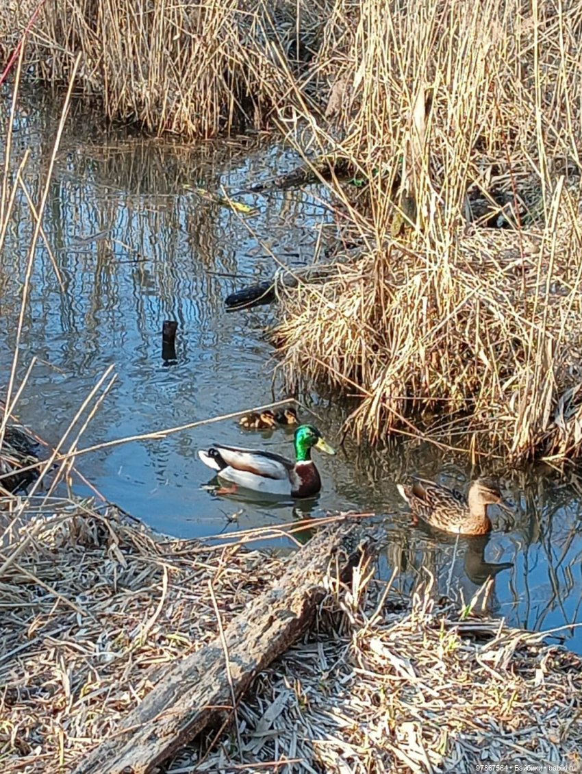 В гости к уткам! Часть 1 — Куклы Zwergnase (Цвергназе/Цверги): фото