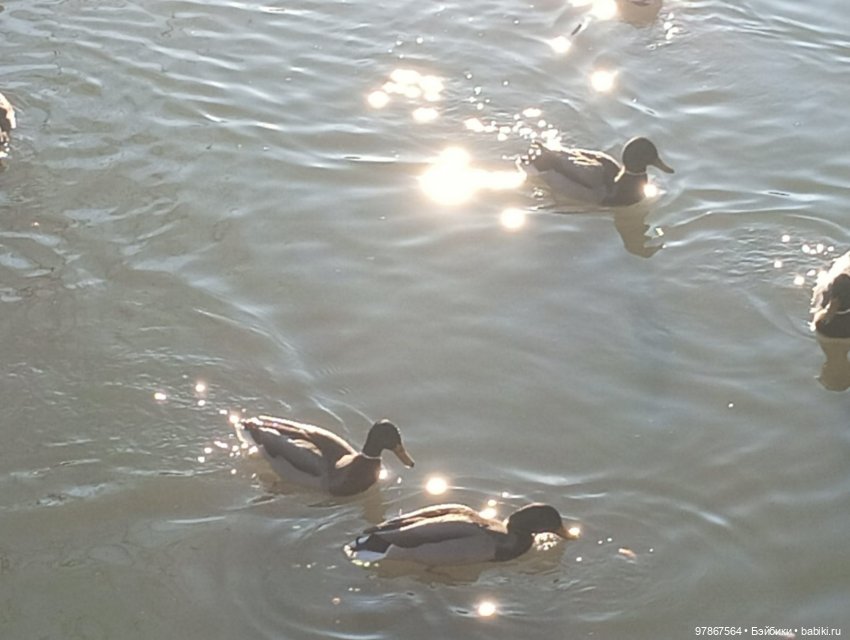 В гости к уткам! Часть 1 — Куклы Zwergnase (Цвергназе/Цверги): фото