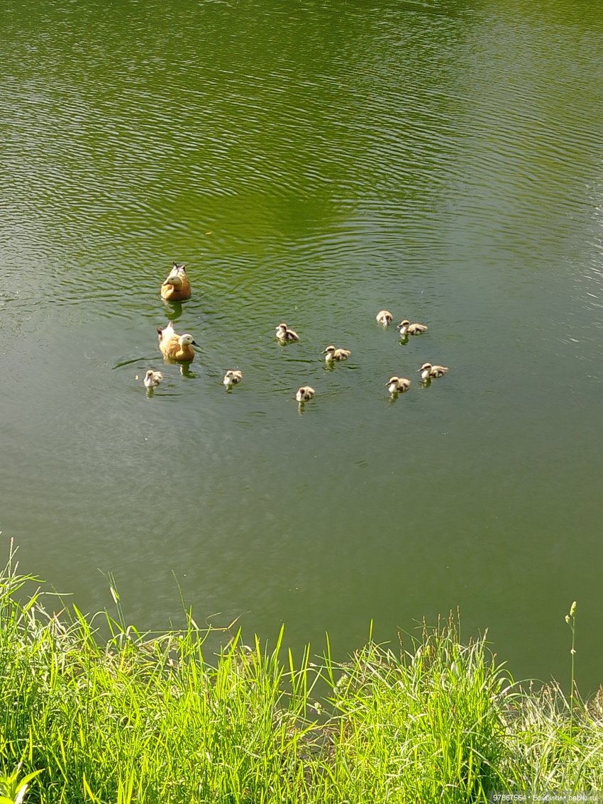 В гости к уткам! Часть 1 — Куклы Zwergnase (Цвергназе/Цверги): фото