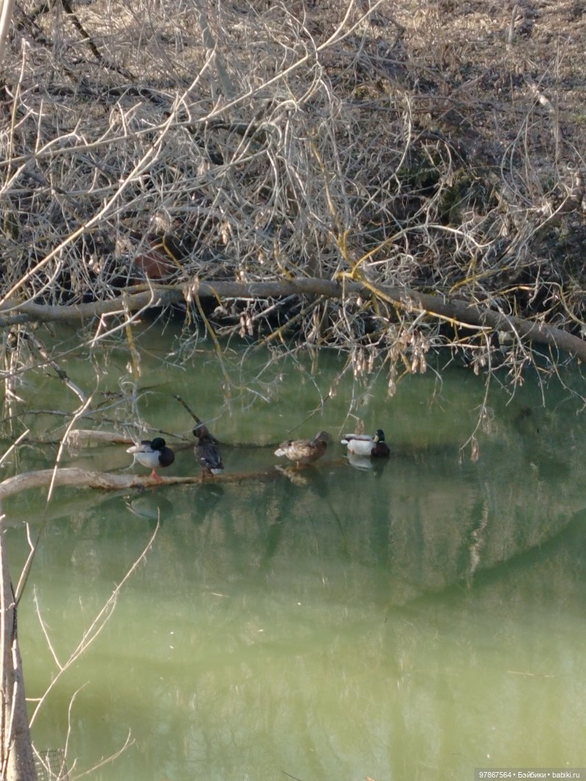 В гости к уткам! Часть 1 — Куклы Zwergnase (Цвергназе/Цверги): фото
